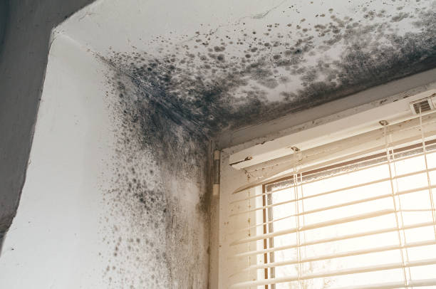 Affordable Mold Cleanup solutions in Long Valley, NJ